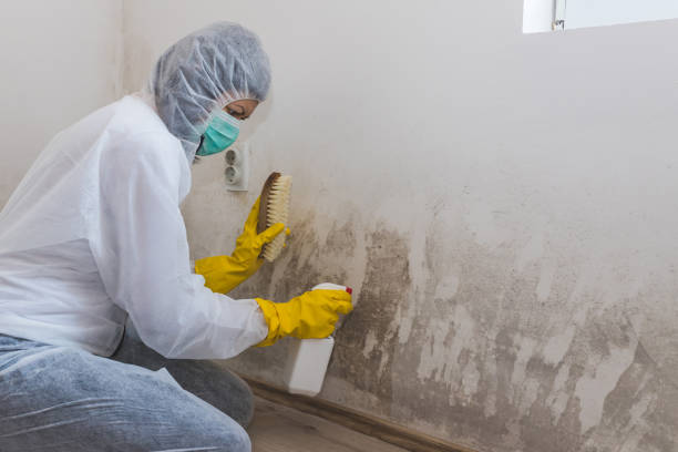 Best Real Estate Mold Inspection  in Nottingham, PA